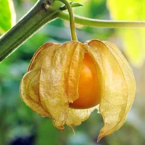 Cape Gooseberry Live Plant - Sweet Golden Berry Fruit, 7-10" Tall in 4" Pot - Image 1