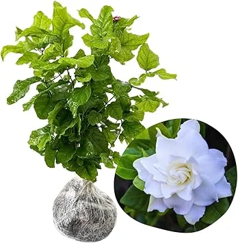 Cape Jasmine Live Plant - 2 Pack, 5-7 Inch Tall, Fragrant Gardenia - Image 2