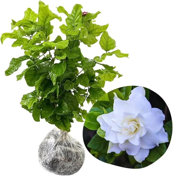 Cape Jasmine Live Plant - 2 Pack, 5-7 Inch Tall, Fragrant Gardenia - Image 4