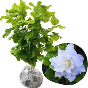 Cape Jasmine Live Plant - 2 Pack, 5-7 Inch Tall, Fragrant Gardenia - Image 6