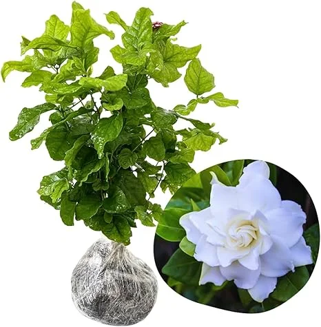 Cape Jasmine Live Plant - 2 Pack, 5-7 Inch Tall, Fragrant Gardenia - Image 6