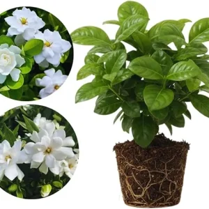 Cape Jasmine Live Plants - 2 Pack, Fragrant Gardenia, Frostproof, 5-7'' Tall, Outdoor - Image 2