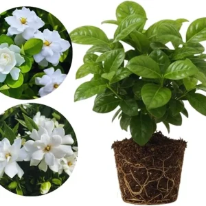 Cape Jasmine Live Plants - 2 Pack, Fragrant Gardenia, Frostproof, 5-7'' Tall, Outdoor - Image 5
