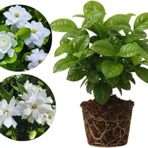 Cape Jasmine Live Plants - 2 Pack, Fragrant Gardenia, Frostproof, 5-7'' Tall, Outdoor - Image 6