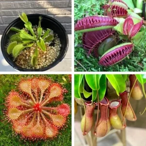 Carnivorous Plant Mix: 3 Live Green & Red Fly Trap, Pitcher Plant Nepenthes, Starter Size - Image 4
