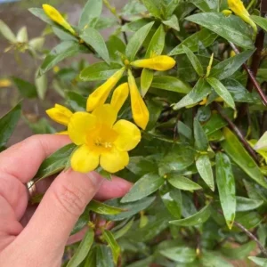 Carolina Yellow Jasmine Live Plant – Gelsemium Sempervirens Vine – 5-7 Inch Tall Starter Plant - Image 2