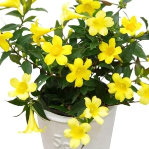 Carolina Yellow Jasmine Live Plant – Gelsemium Sempervirens Vine – 5-7 Inch Tall Starter Plant - Image 1