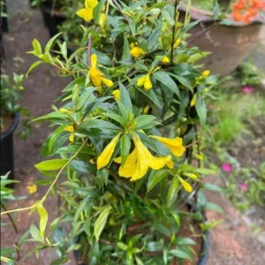 Carolina Yellow Jasmine Live Plant – Gelsemium Sempervirens Vine – 5-7 Inch Tall Starter Plant - Image 3