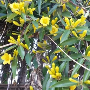 Carolina Yellow Jasmine Live Plant – Gelsemium Sempervirens Vine – 5-7 Inch Tall Starter Plant - Image 4