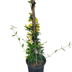 Carolina Yellow Jasmine Live Plant – Gelsemium Sempervirens Vine – 5-7 Inch Tall Starter Plant - Image 6