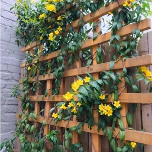 Carolina Yellow Jasmine Live Plant – Gelsemium Sempervirens Vine – 5-7 Inch Tall Starter Plant - Image 9