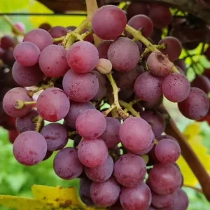 Catawba Bunch Grape Vine Live Plant – 2 Year Old, Cold Hardy Red Grape – USDA Zones 5-9 - Image 3