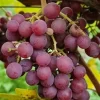 Catawba Bunch Grape Vine Live Plant – 2 Year Old, Cold Hardy Red Grape – USDA Zones 5-9 - Image 1