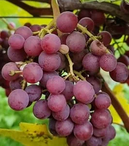 Catawba Bunch Grape Vine Live Plant – 2 Year Old, Cold Hardy Red Grape – USDA Zones 5-9 - Image 1