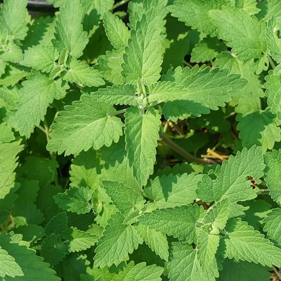 Catnip Live Plant – 3-Pack 3-6" Tall Herb Mint Starter Plants – Outdoor - Image 5
