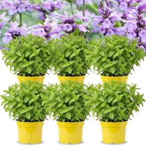 Catnip Mint Live Plants, Set of 4, 4-7" Tall, Zones 3-11, Fragrant Culinary Herb - Image 2