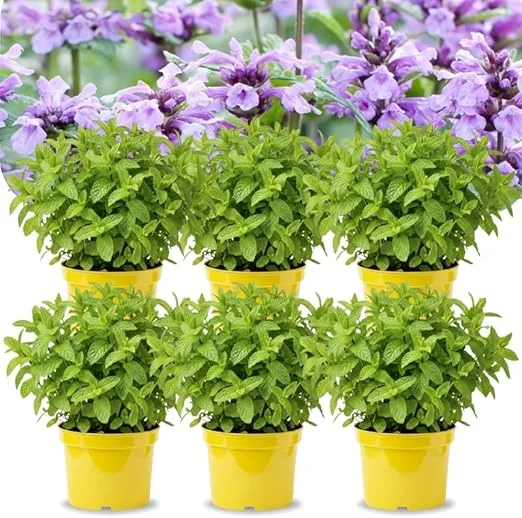 Catnip Mint Live Plants, Set of 4, 4-7" Tall, Zones 3-11, Fragrant Culinary Herb - Image 2