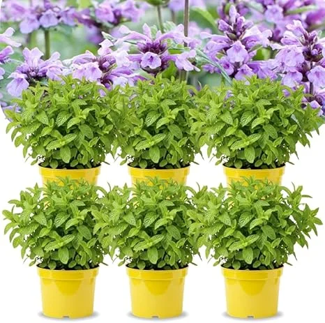 Catnip Mint Live Plants, Set of 4, 4-7" Tall, Zones 3-11, Fragrant Culinary Herb - Image 4