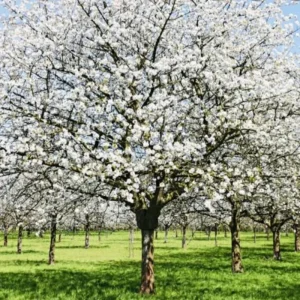 Cherry Blossom Tree Live Plant 6-12" Tall Pink Blooms Outdoor - Image 2