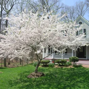 Cherry Blossom Tree Live Plant 6-12
