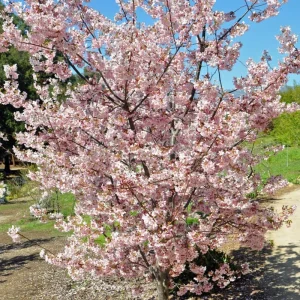 Cherry Blossom Tree Live Plant 6-12