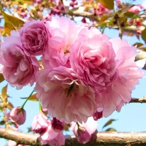 Cherry Blossom Tree Live Plant – Double Pink Ornamental – 8-12