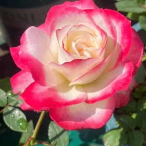 Cherry Parfait Grandiflora Rose Live Plant - Bicolor Red & Cream, 5-9