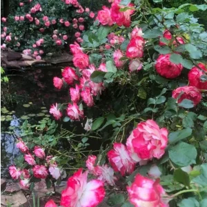 Cherry Parfait Grandiflora Rose Live Plant - Bicolor Red & Cream, 5-9