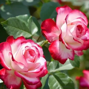 Cherry Parfait Grandiflora Rose Live Plant - Bicolor Red & Cream, 5-9