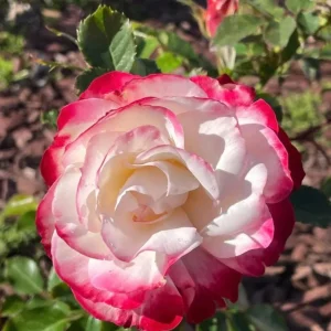 Cherry Parfait Grandiflora Rose Live Plant - Bicolor Red & Cream, 5-9