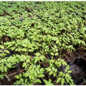 Cherry Tomato Live Plant, Sweet Red Fruits, 3 Plants, 3-5 Inch Tall, 4 Inch Pot - Image 10