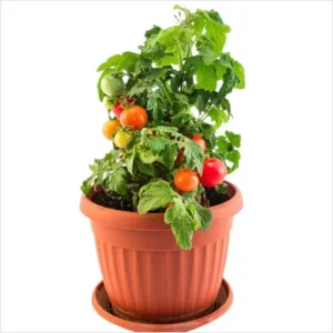 Cherry Tomato Live Plant, Sweet Red Fruits, 3 Plants, 3-5 Inch Tall, 4 Inch Pot - Image 2
