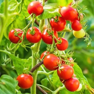 Cherry Tomato Live Plant, Sweet Red Fruits, 3 Plants, 3-5 Inch Tall, 4 Inch Pot - Image 4