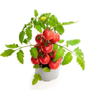 Cherry Tomato Live Plant, Sweet Red Fruits, 3 Plants, 3-5 Inch Tall, 4 Inch Pot - Image 5