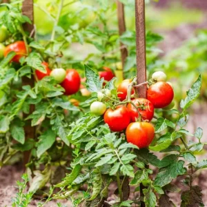 Cherry Tomato Live Plant, Sweet Red Fruits, 3 Plants, 3-5 Inch Tall, 4 Inch Pot - Image 6