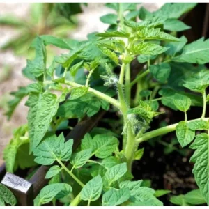 Cherry Tomato Live Plant, Sweet Red Fruits, 3 Plants, 3-5 Inch Tall, 4 Inch Pot - Image 9