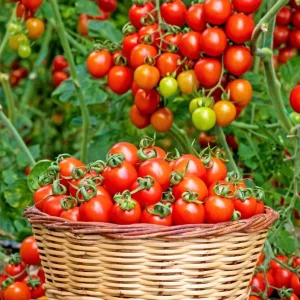 Cherry Tomato Live Plant, Sweet Red Fruits, 3 Plants, 3-5 Inch Tall, 4 Inch Pot - Image 1