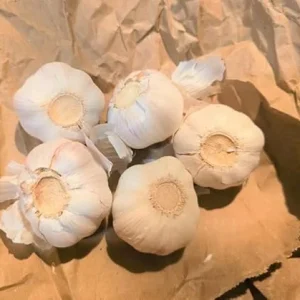 Chesnok Red Garlic Bulbs for Planting, Heirloom, 0.5 Pound (4-5 Jumbo Bulbs) - Image 2