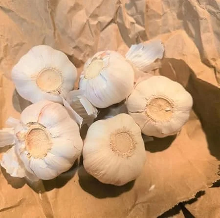 Chesnok Red Garlic Bulbs for Planting, Heirloom, 0.5 Pound (4-5 Jumbo Bulbs) - Image 5