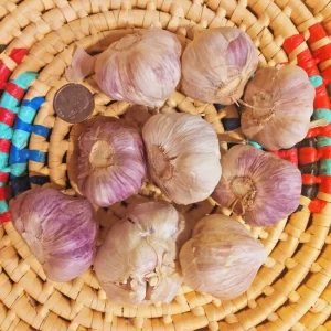 Chesnok Red Garlic Bulbs - Organic Heirloom Hardneck for Planting & Eating - 3 Bulbs to 10 lbs - Image 7