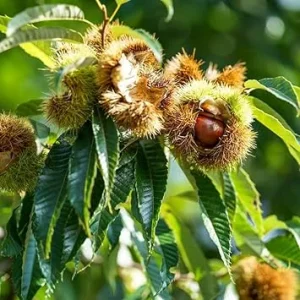 Chestnut Tree Bare Roots - 2 Live Dormant Hardy Nut Trees, 2-3 ft Tall, Outdoor - Image 5