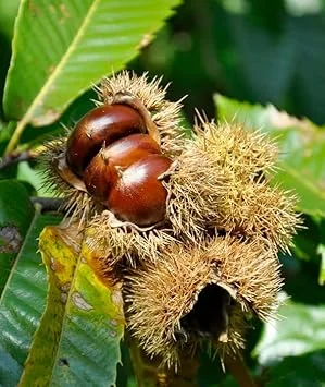 Chestnut Tree Live Plant 1.5-2 ft Tall - Fast Growing Nut Tree for Outdoors - Image 1