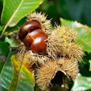 Chestnut Tree Live Plant 1.5-2 ft Tall - Fast Growing Nut Tree for Outdoors - Image 6
