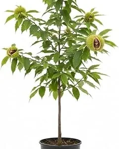 Chestnut Tree Live Plant, 2 Feet Tall, 1 Year Old, Hardy, Outdoor - Image 2