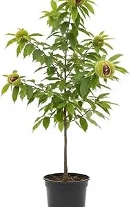 Chestnut Tree Live Plant, 2 Feet Tall, 1 Year Old, Hardy, Outdoor - Image 3