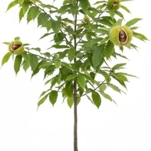 Chestnut Tree Live Plant, 2 Feet Tall, 1 Year Old, Hardy, Outdoor - Image 7