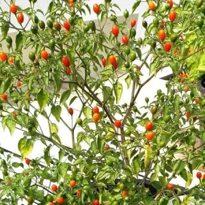 Chiltepin Pepper Plants - Live Seedlings, Set of 2, 4-8 Inch Tall, Outdoor Hot Pepper - Image 5