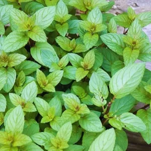 Chocolate Mint Live Plant - 3 Herb Plants, 4-6 Inches Tall, Fragrant Perennial - Image 5
