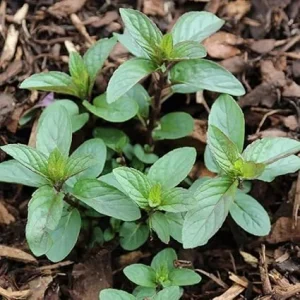Chocolate Mint Live Plant Set - 4 Starter Herbs, 4-7 inch Tall, Bare Root - Image 2