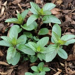 Chocolate Mint Live Plant Set - 4 Starter Herbs, 4-7 inch Tall, Bare Root - Image 3
